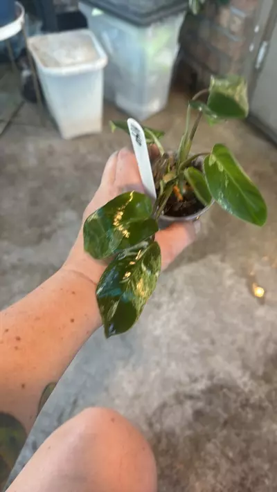 plant/Philodendron emerald king-1-thumbnail