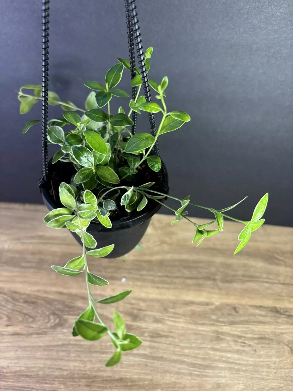 plant/Columnea Broget Stavanger- Variegated Goldfish 4” HB-2