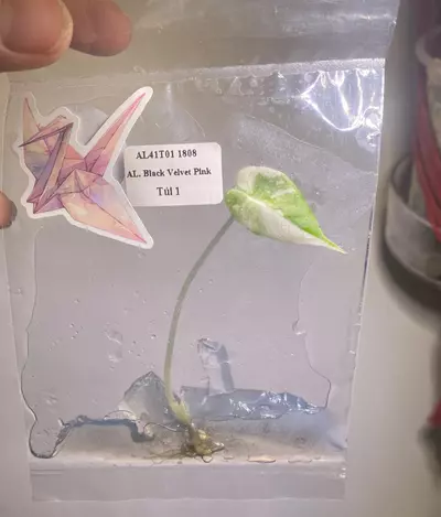 plant/Alocasia pink Black velvet tc-0-thumbnail