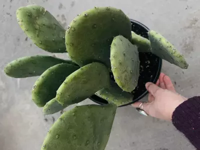 plant/SINGLE Opuntia Lime Green Dome, shown in 8” pot-1-thumbnail