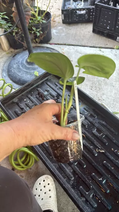 plant/Scinapsus mt. Salak-2-thumbnail