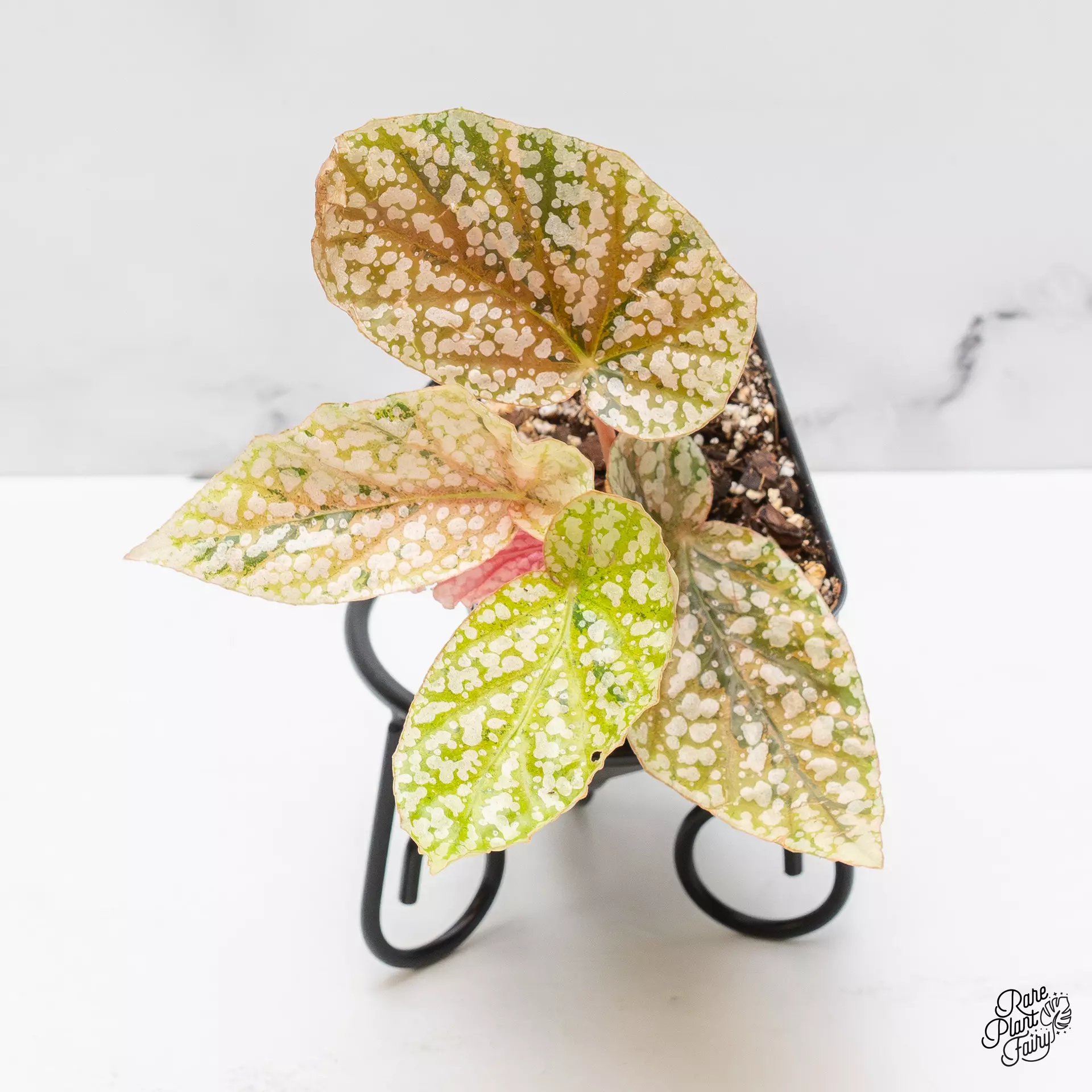 plant/Begonia 'Snow Capped' variegated *Grower's choice*-0