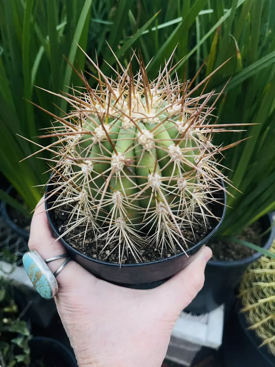 plant/Trichocereus tarijensis, Poco, 5” pot-0