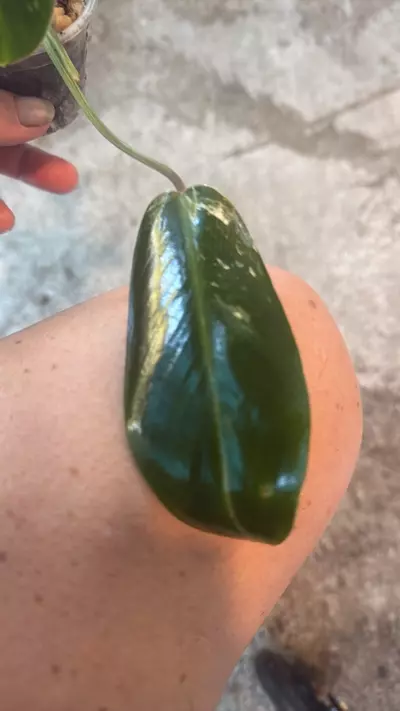 plant/Philodendron emerald king-0-thumbnail