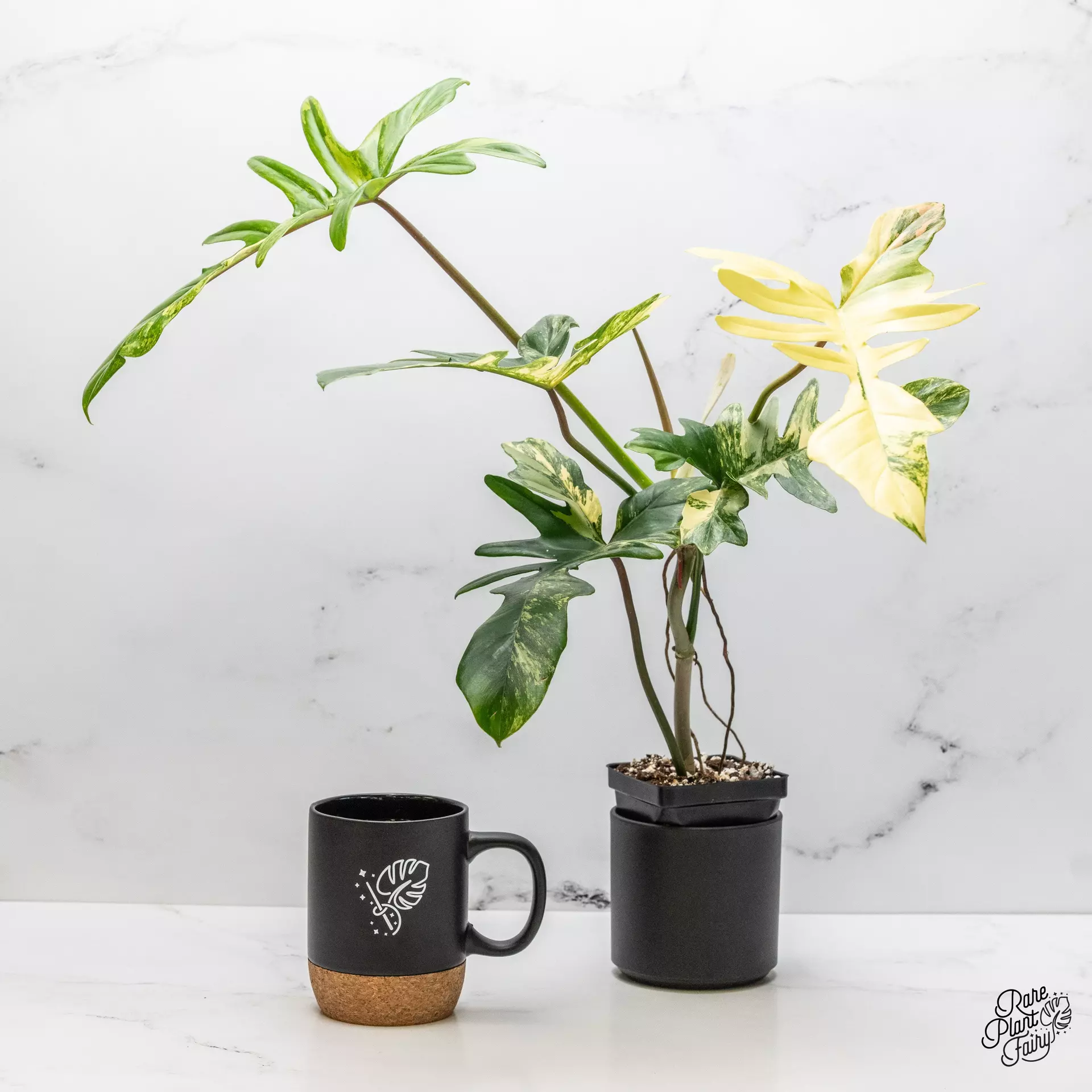 plant/Philodendron 'Florida Beauty x Mayoi' Variegated *Grower's choice*-0