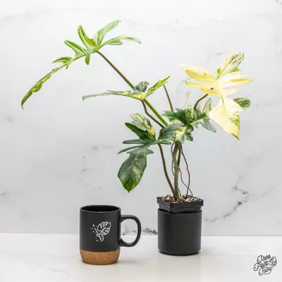 plant/Philodendron 'Florida Beauty x Mayoi' Variegated *Grower's choice*-0-thumbnail