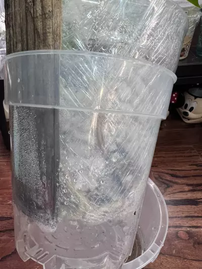 plant/Monsteras GOG-5-thumbnail