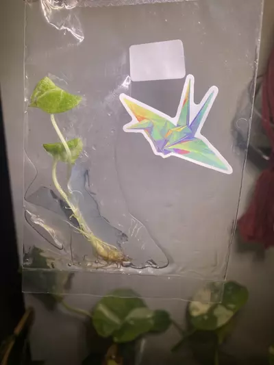 plant/Alocasia Ninja tricolor tc-0-thumbnail