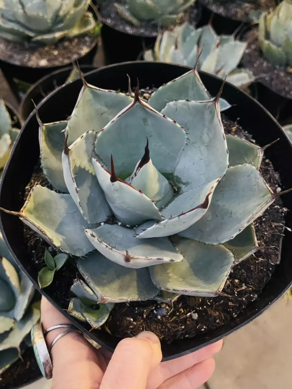 plant/Artichoke Agave, Agave parryi truncata, 8”-0
