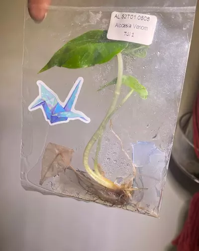 plant/Alocasia Venom TC-0-thumbnail