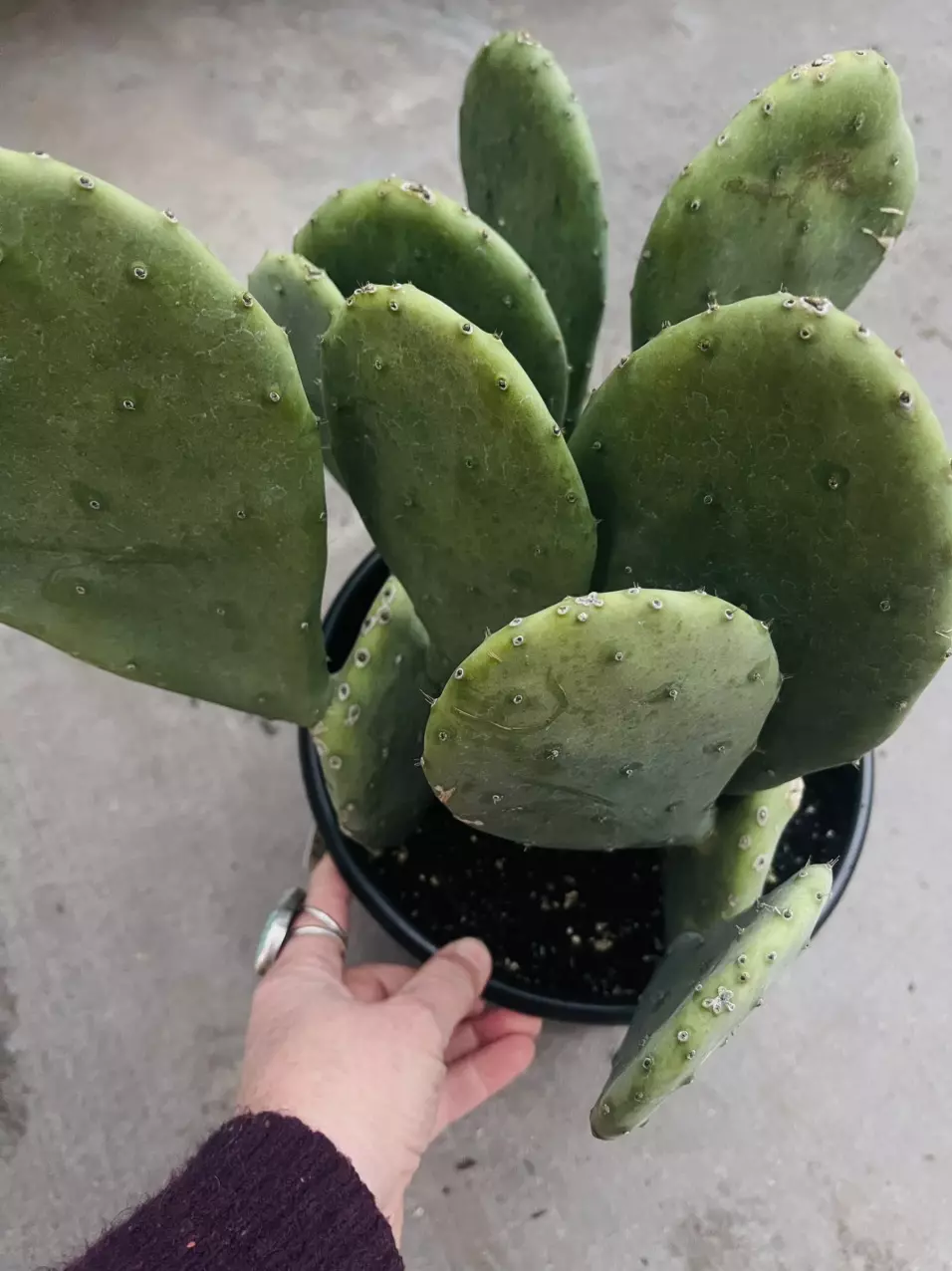 plant/SINGLE Opuntia Lime Green Dome, shown in 8” pot-0