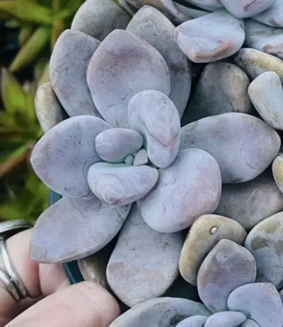 plant/Graptopetalum pentandrum Murasaki, 4”-0-thumbnail