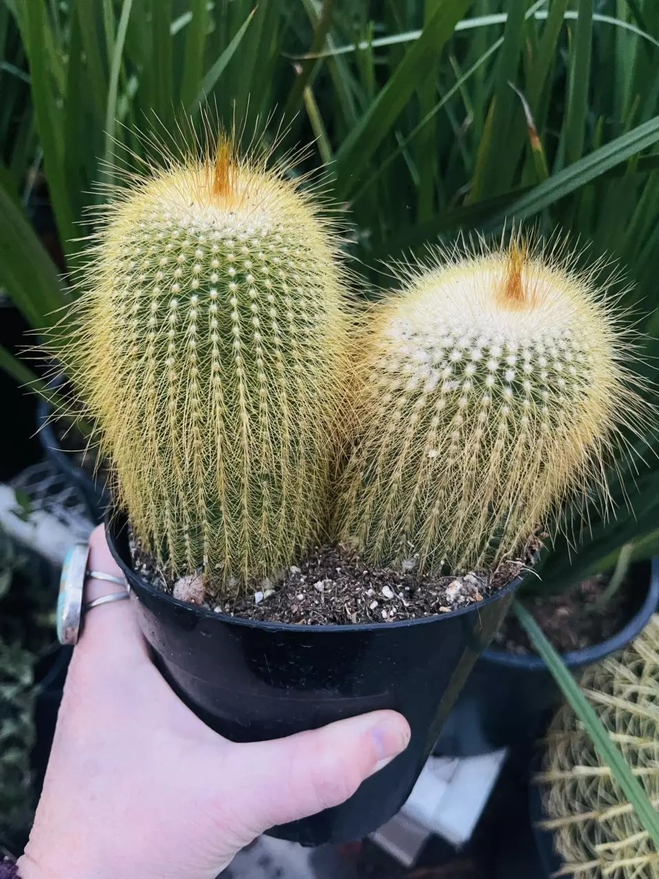 plant/Parodia Leninghausii, SINGLE Golden Ball, 5” pot-0