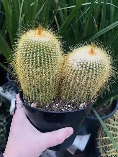 plant/Parodia Leninghausii, SINGLE Golden Ball, 5” pot-0-thumbnail