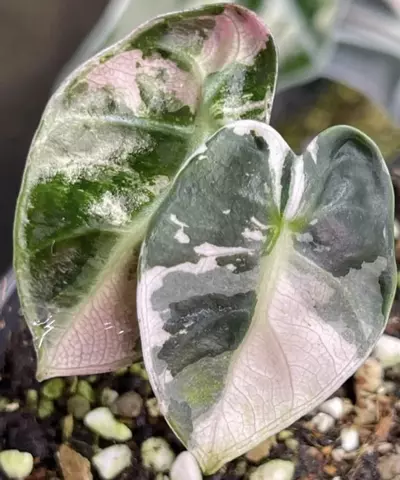 plant/Alocasia Balloon Heart Variegated TC-0-thumbnail