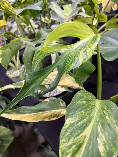 free_shipping/Freebie Shipping-0-thumbnail