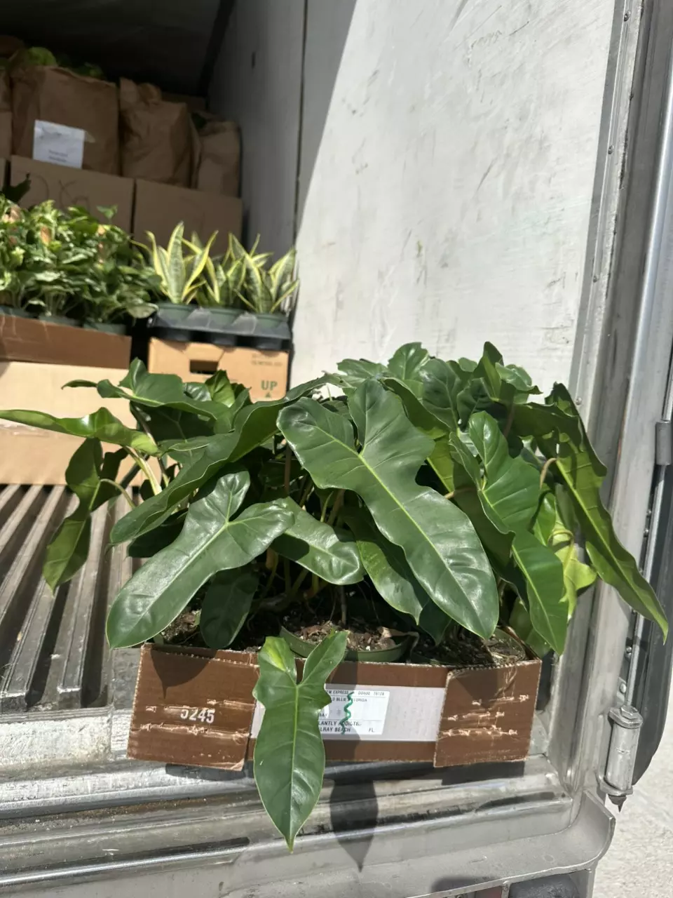 plant/Fl x Billie hybrid-0