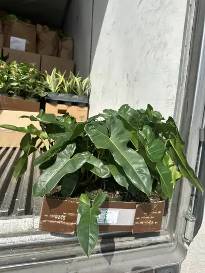 plant/Fl x Billie hybrid-0-thumbnail