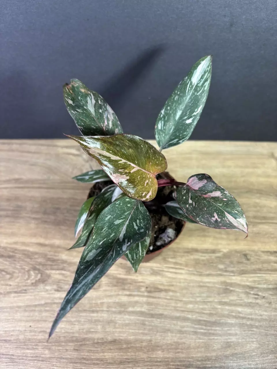 plant/Philodendron Pink Princess Marble 4” 2221-1