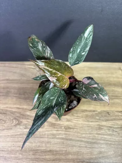 plant/Philodendron Pink Princess Marble 4” 2221-1-thumbnail