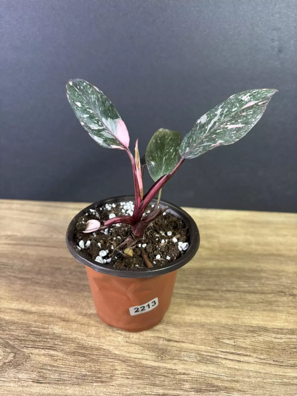plant/Philodendron Pink Princess Marble 3” 2213-0