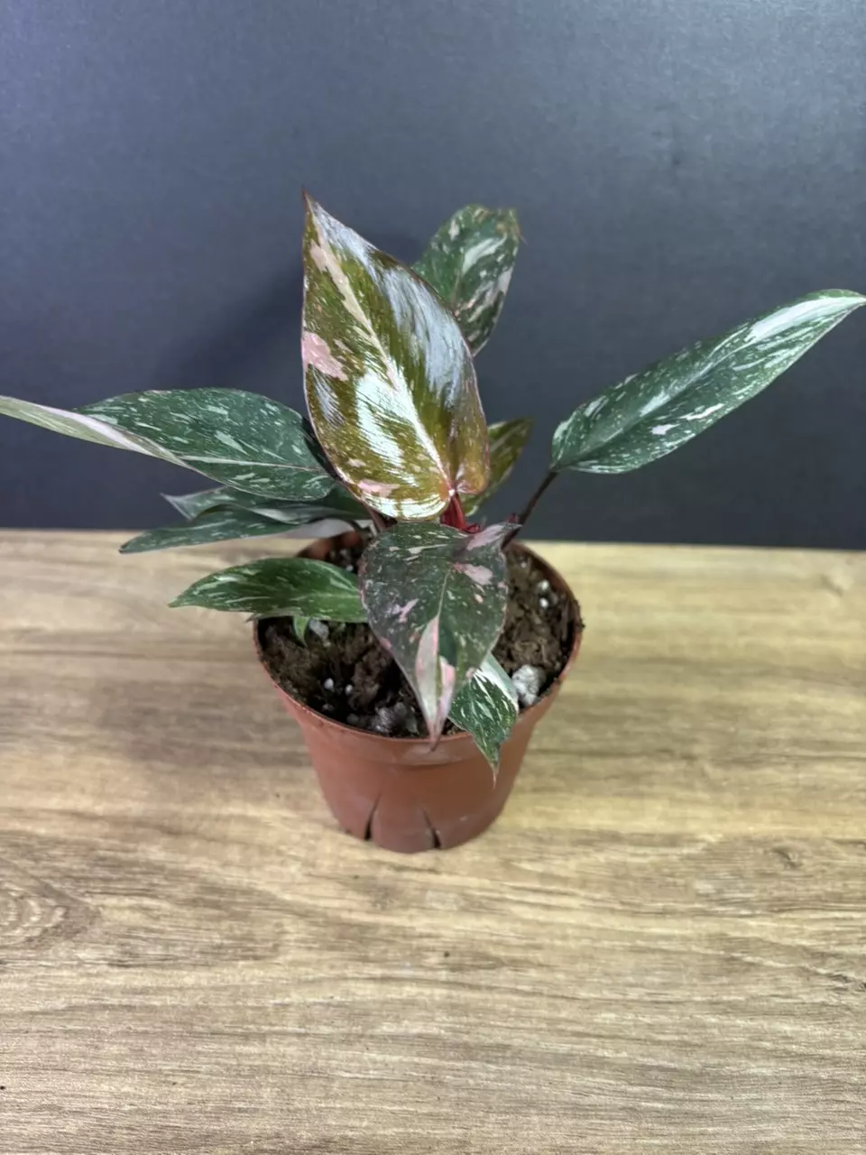 plant/Philodendron Pink Princess Marble 4” 2221-0