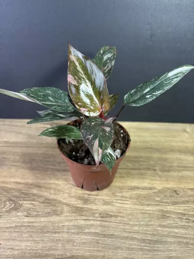 plant/Philodendron Pink Princess Marble 4” 2221-0-thumbnail