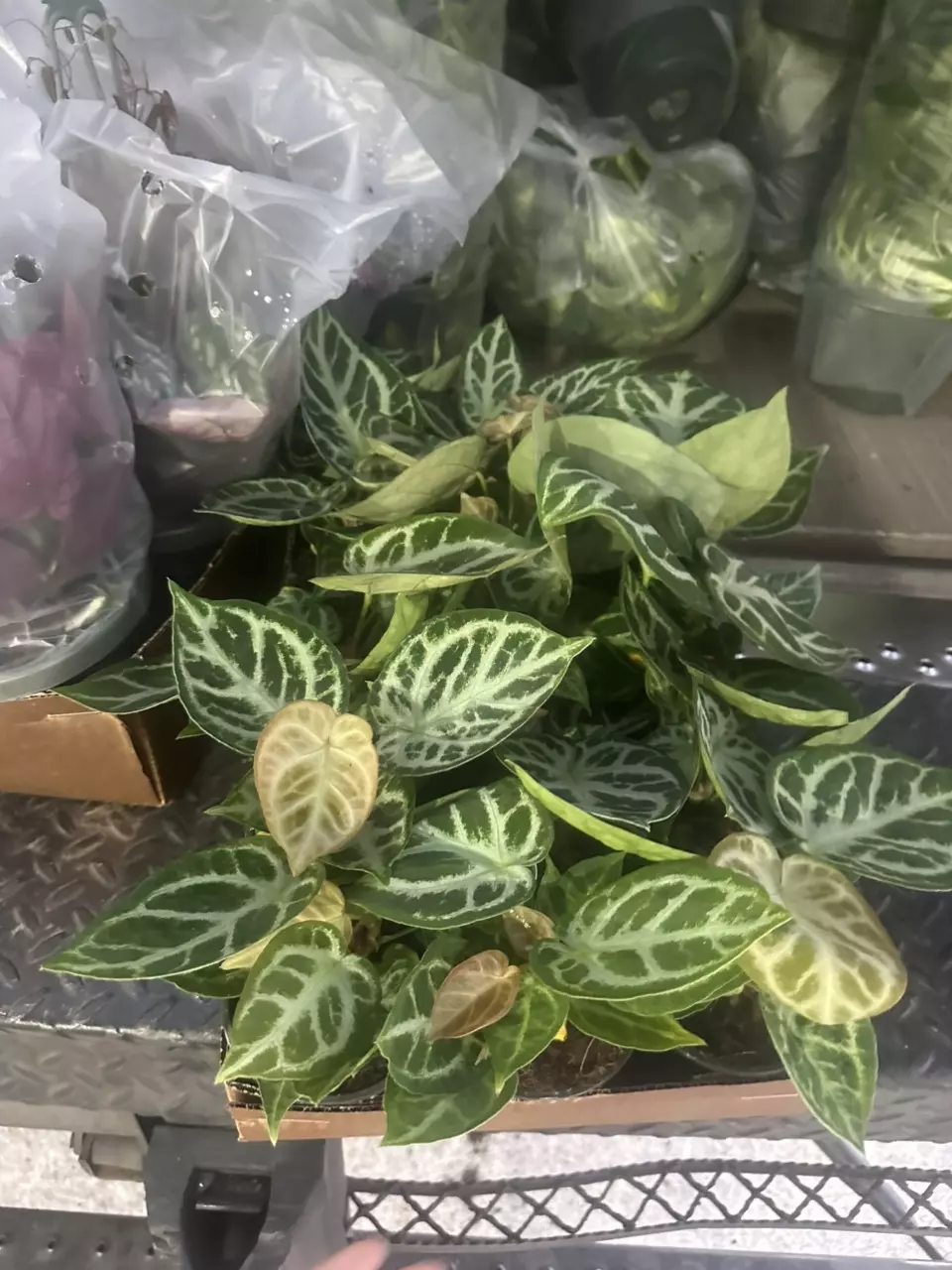 plant/4” silver blush anthurium-0