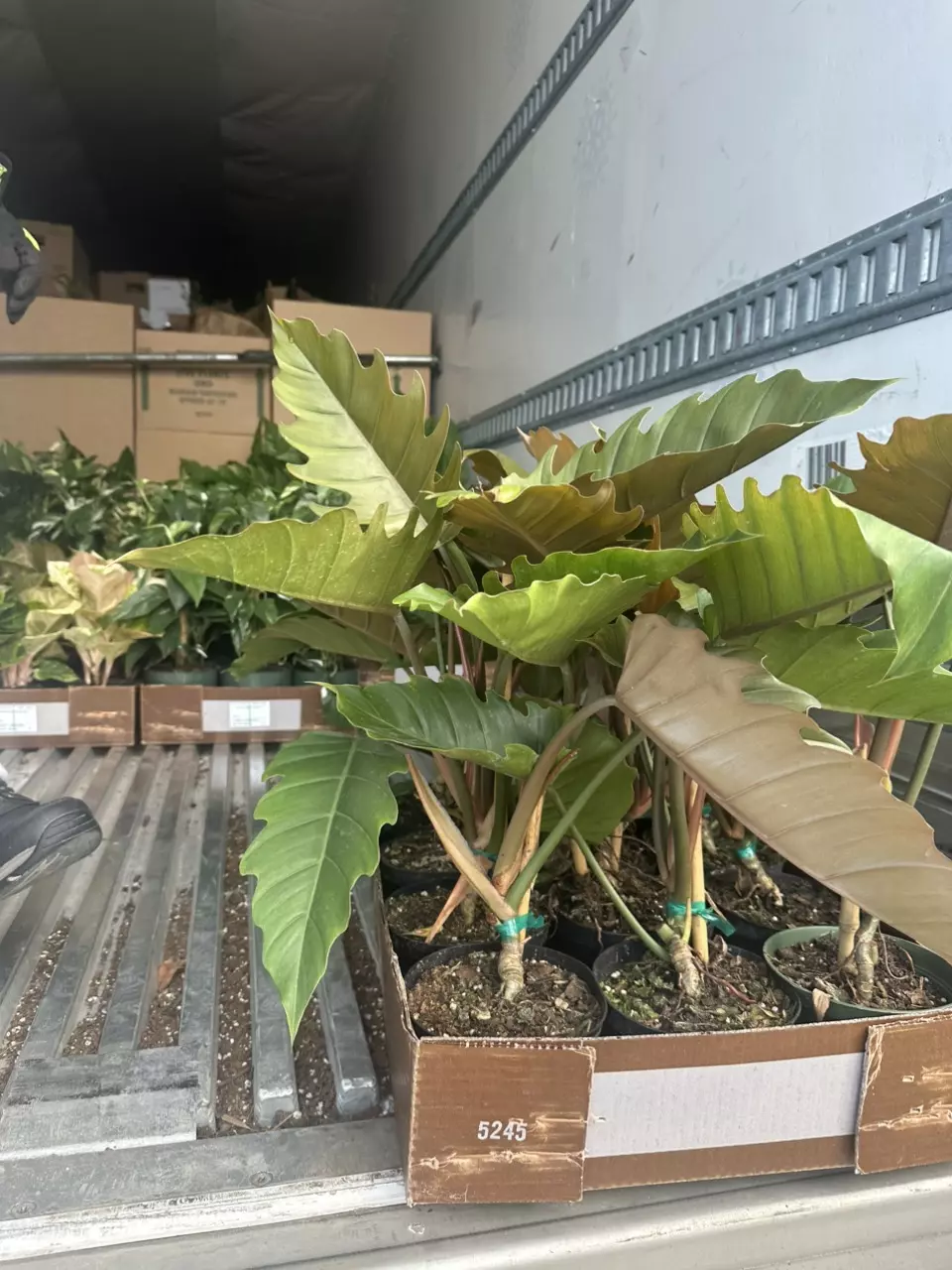 plant/6” philodendron chocolate-0