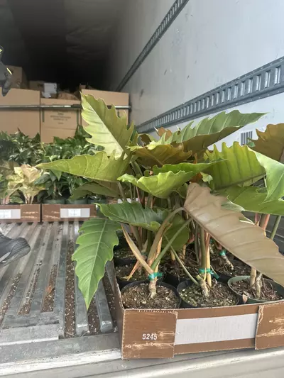 plant/6” philodendron chocolate-0-thumbnail