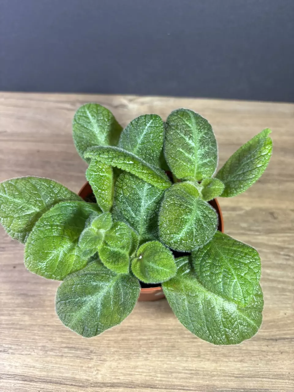 plant/Episcia Slinky Pink 4” 2180-1