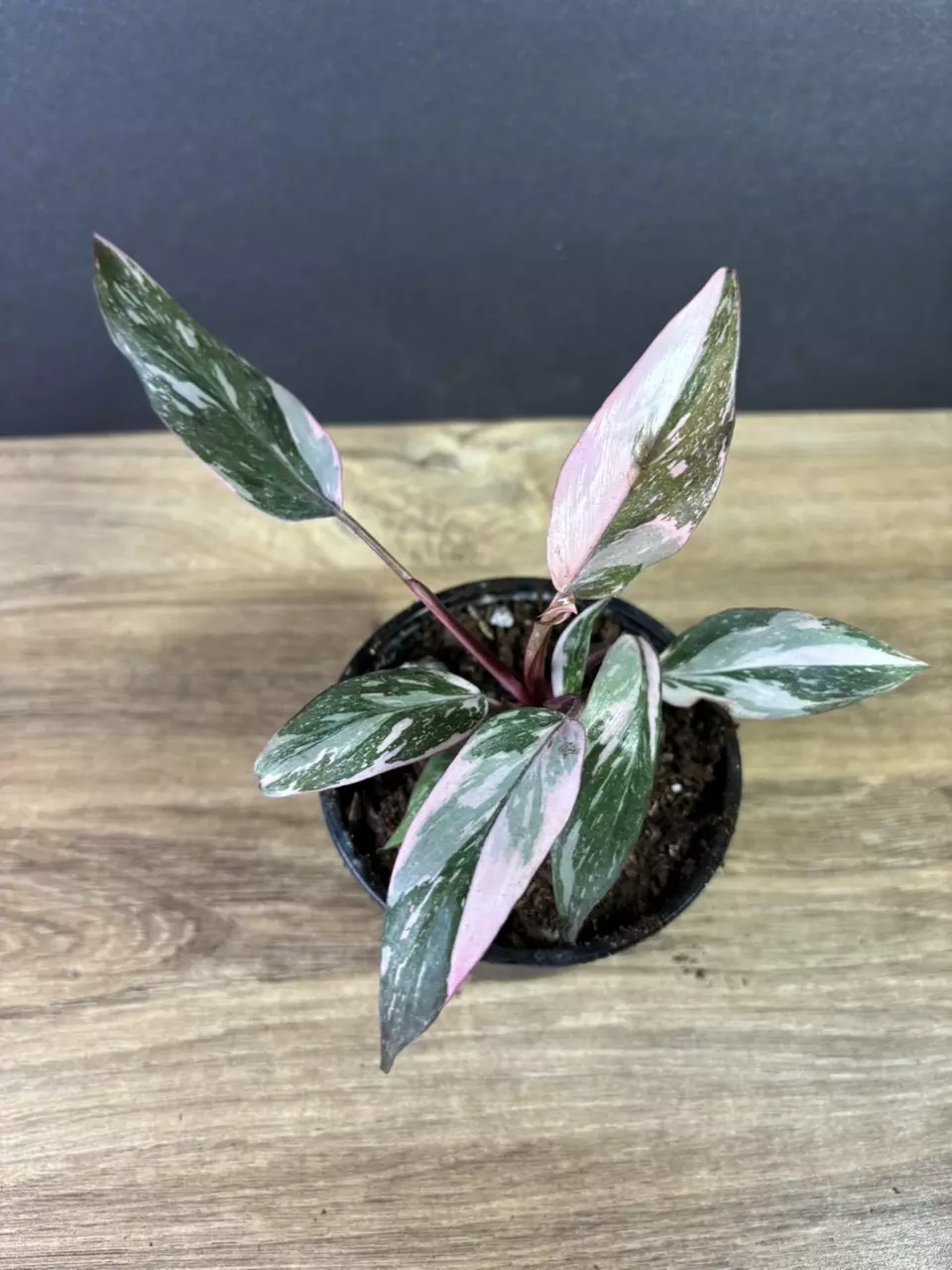 plant/Philodendron Pink Princess Marble 4” 2223-1