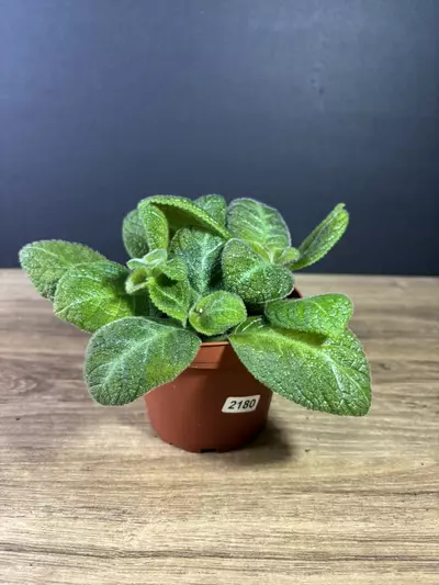 plant/Episcia Slinky Pink 4” 2180-0-thumbnail