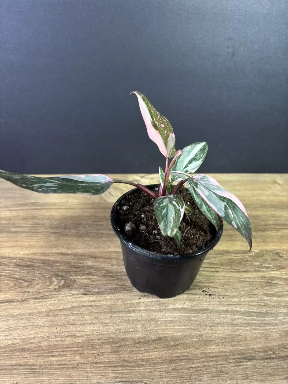 plant/Philodendron Pink Princess Marble 4” 2223-2