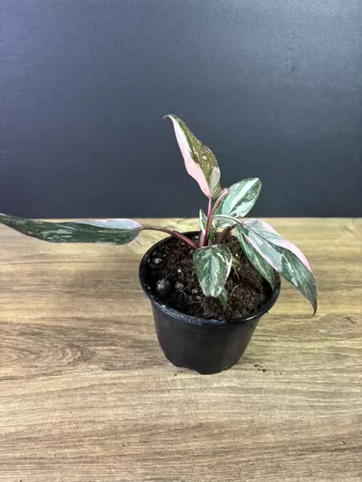 plant/Philodendron Pink Princess Marble 4” 2223-2-thumbnail