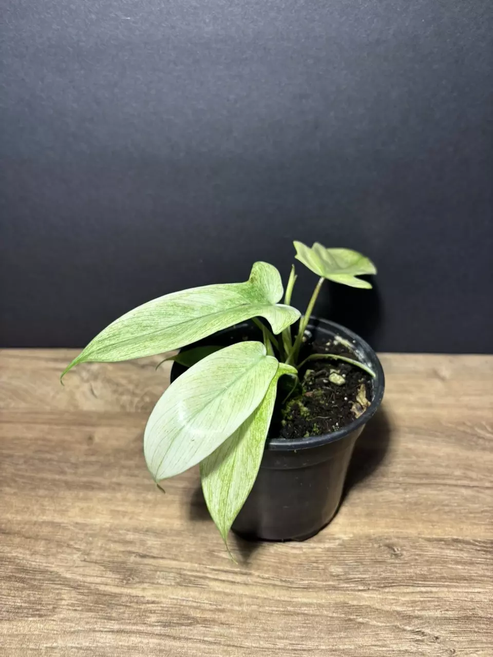 plant/Philodendron Florida Ghost 4” 2228-0