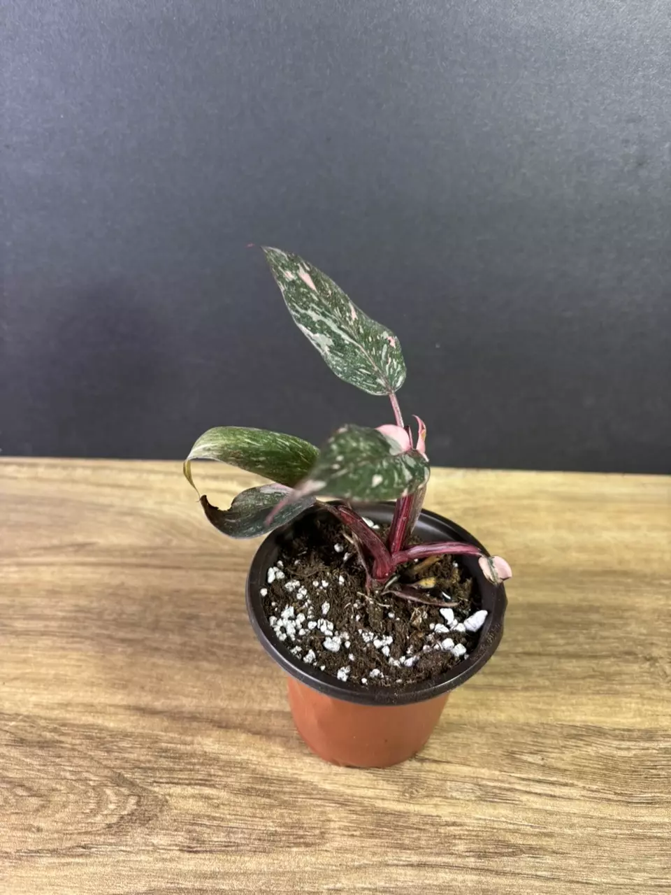 plant/Philodendron Pink Princess Marble 3” 2213-2