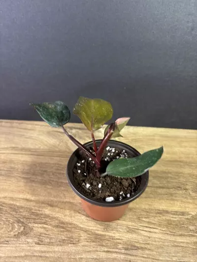plant/Philodendron Pink Princess Marble 3” 2222-1-thumbnail