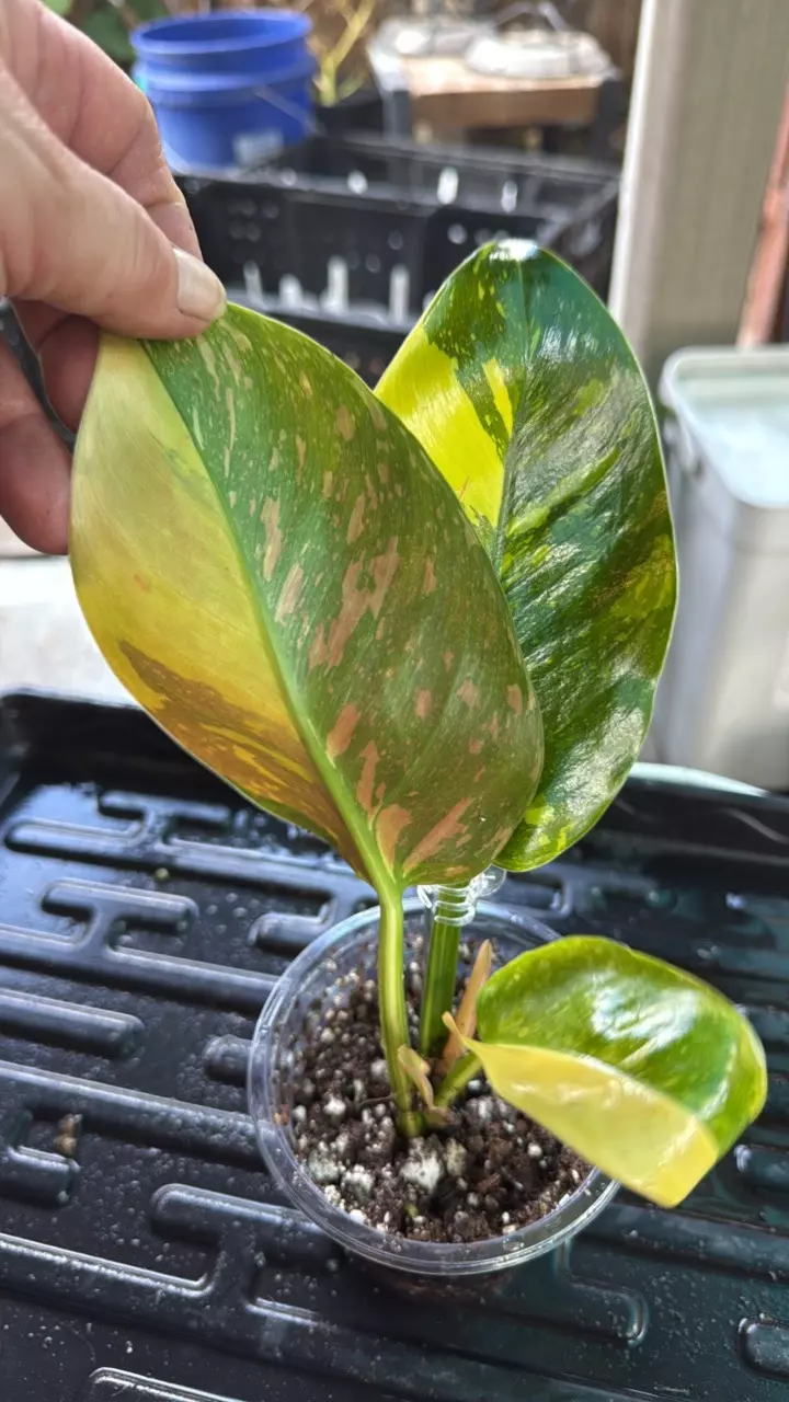 plant/Philodendron green Congo pink-0