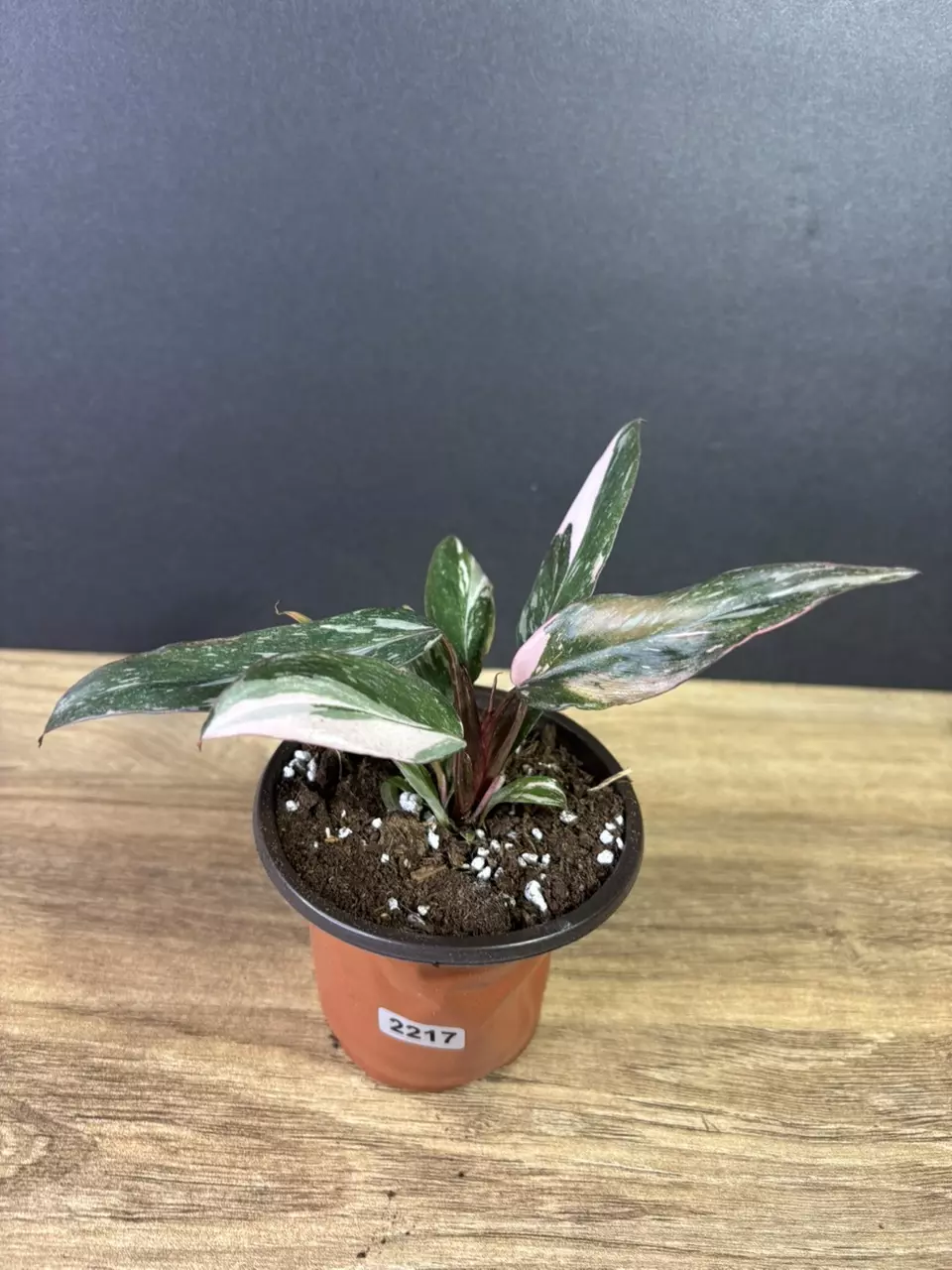 plant/Philodendron Pink Princess Marble 3” 2217-0