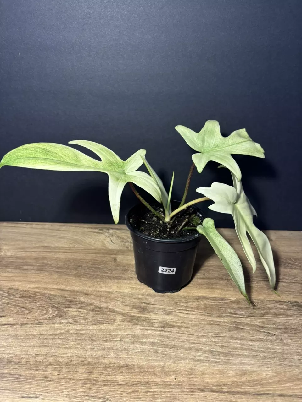 plant/Philodendron Florida Ghost 4” 2224-1