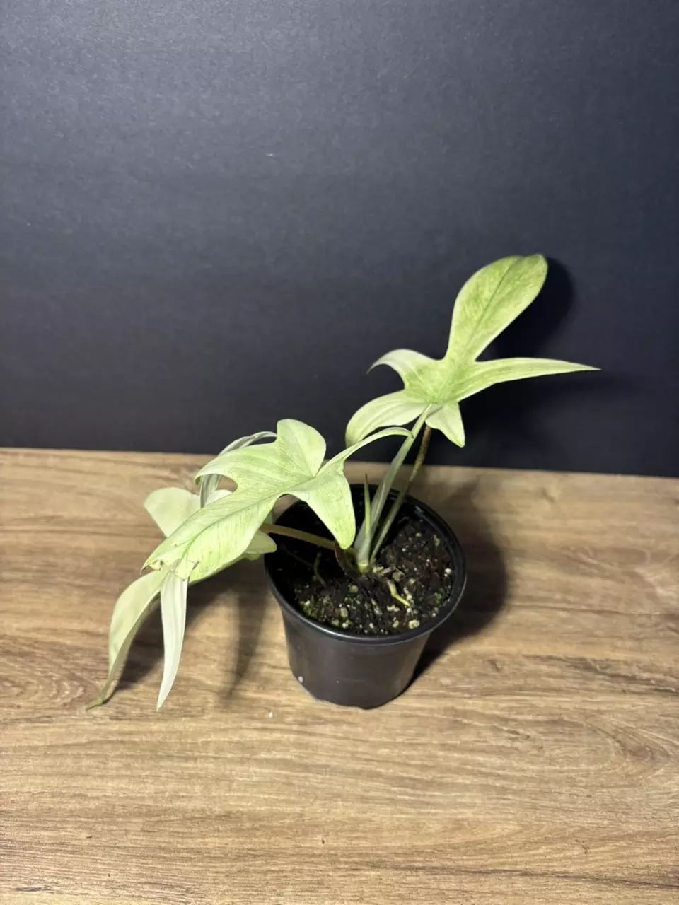 plant/Philodendron Florida Ghost 4” 2224-2