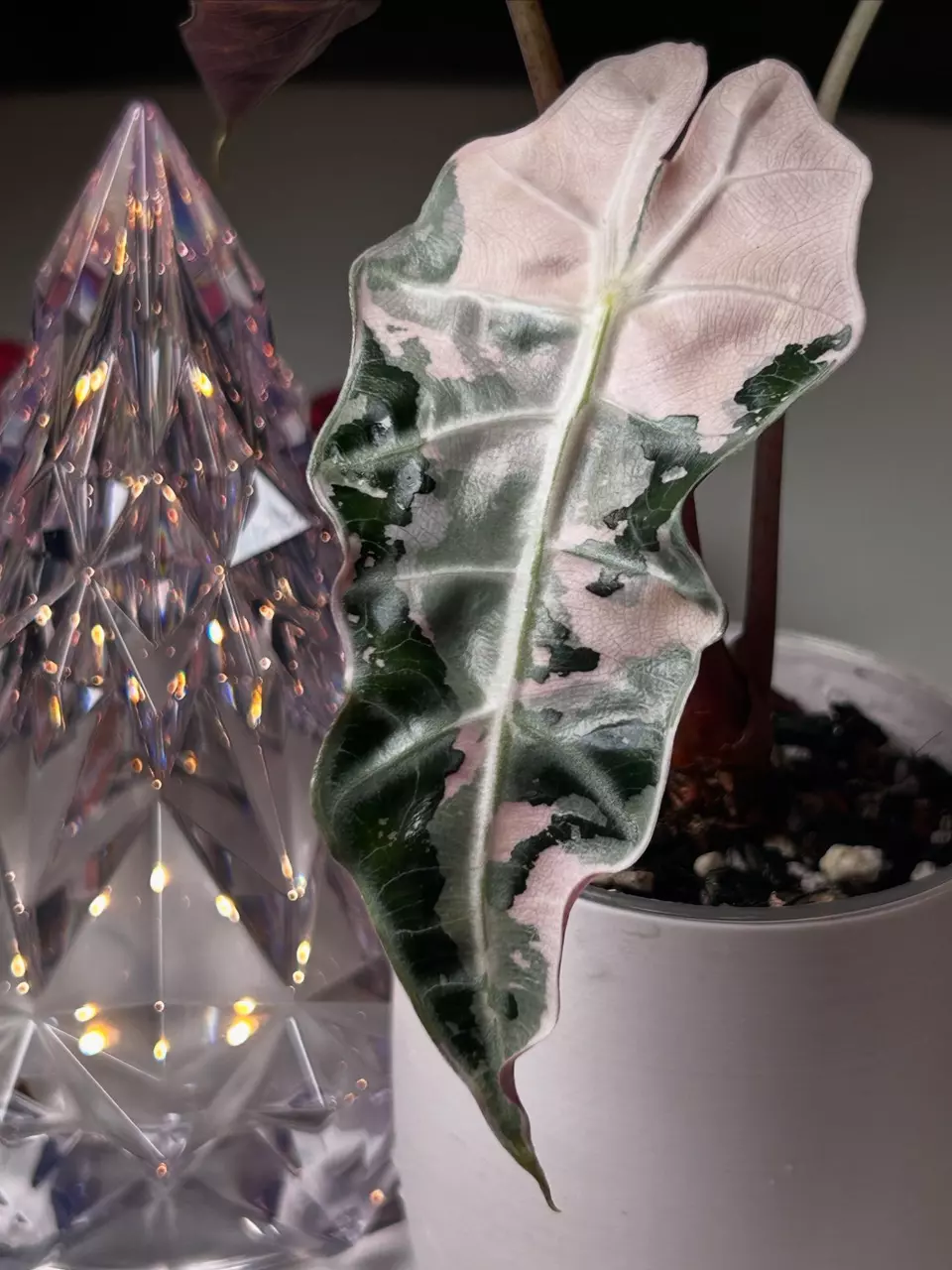 plant/Alocasia Polly Pink CORM (GC)-0