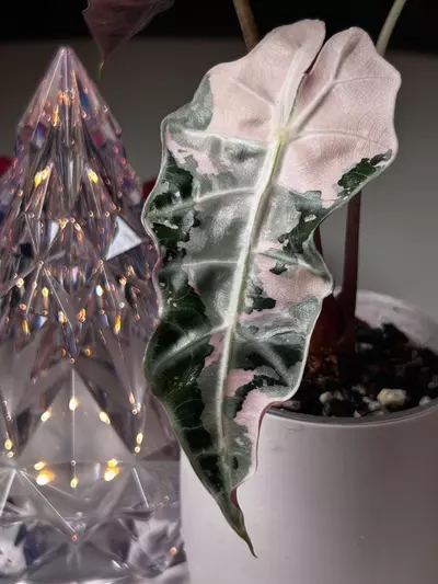 plant/Alocasia Polly Pink CORM (GC)-0-thumbnail