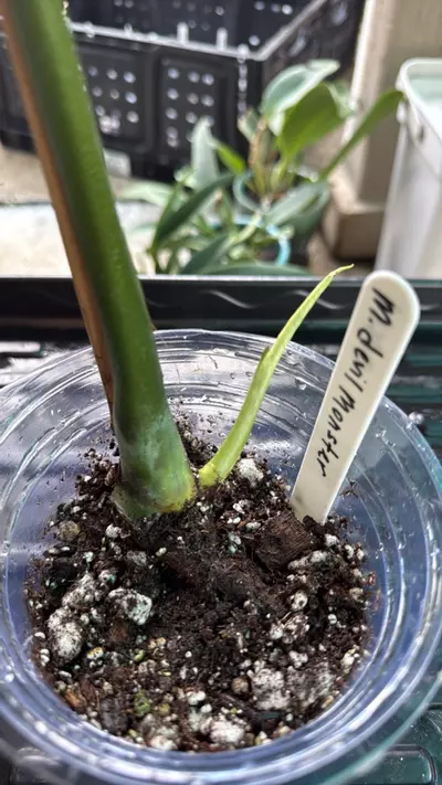 plant/Monstera white devil monster-2-thumbnail