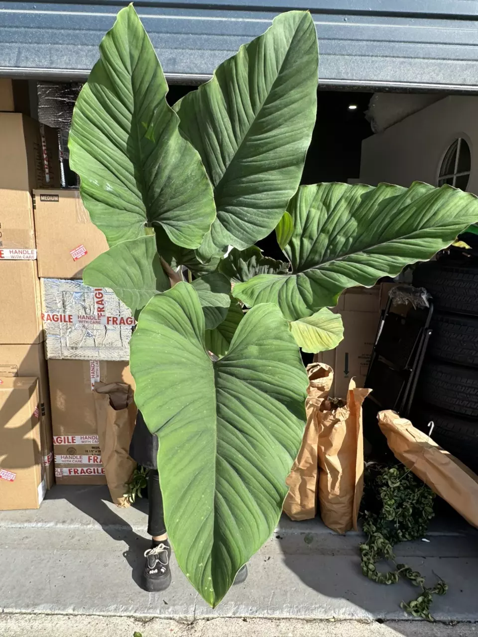 plant/Red velvet adelenema XL-0