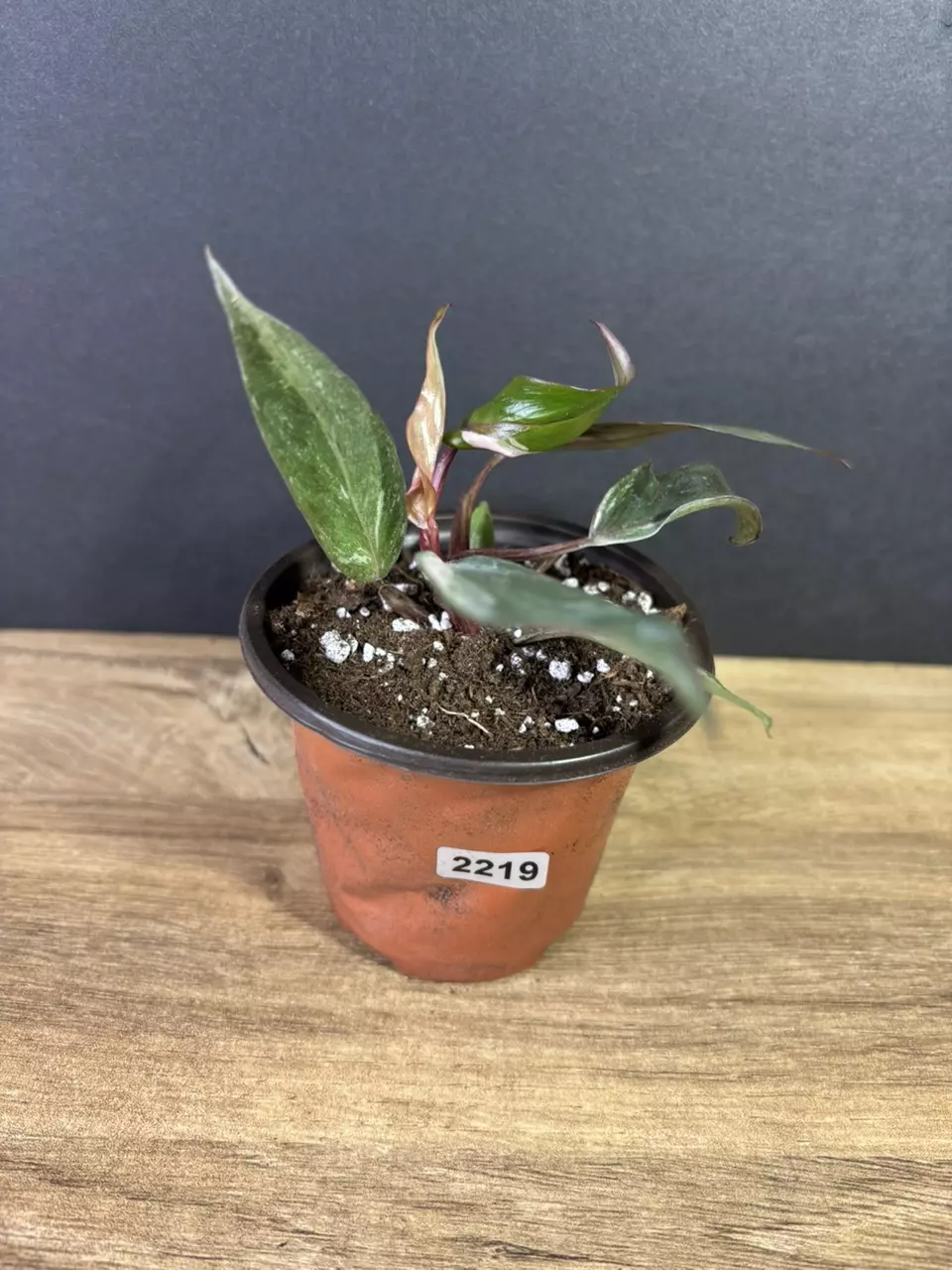 plant/Philodendron Pink Princess Marble 3” 2219-0