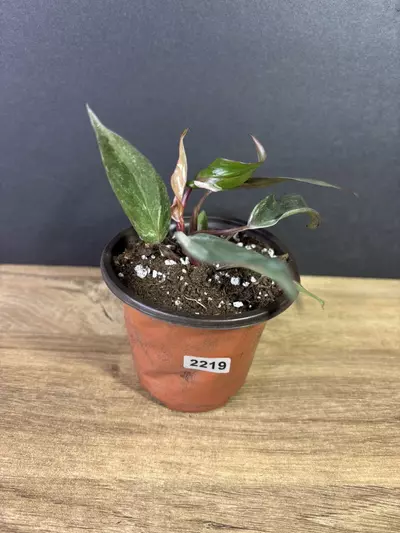 plant/Philodendron Pink Princess Marble 3” 2219-0-thumbnail
