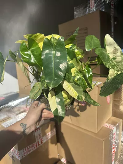 plant/4” Burle Marx variegated ( 6” pictured)-0-thumbnail