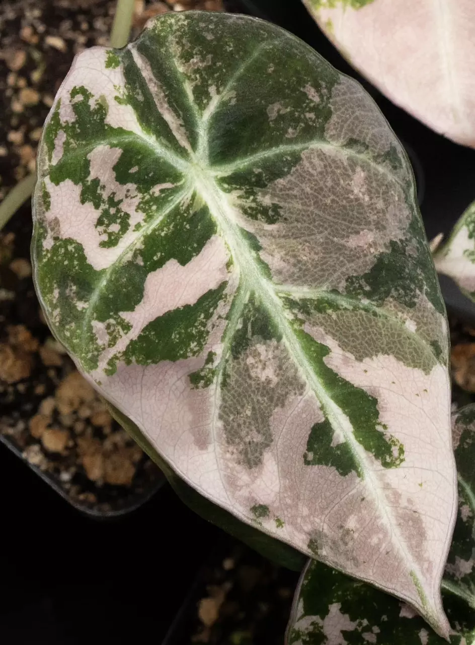 plant/Alocasia Black Velvet Pink TC-0